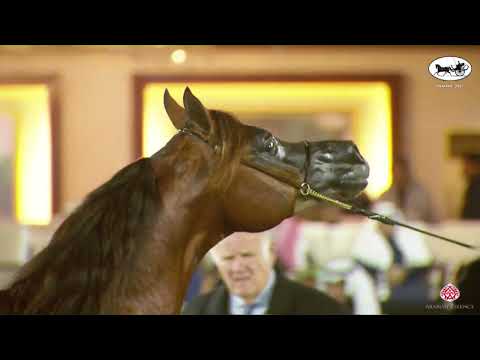 N 196 AMIR AL REEH   PSAIAHF 2023   Stallions 4 6 Years Old Class 10