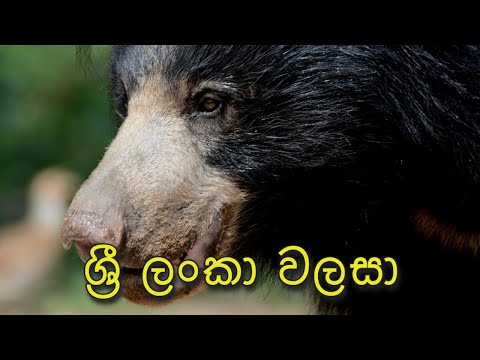 ශ්‍රී ලංකා වලසා | Sri Lankan Sloth Bear