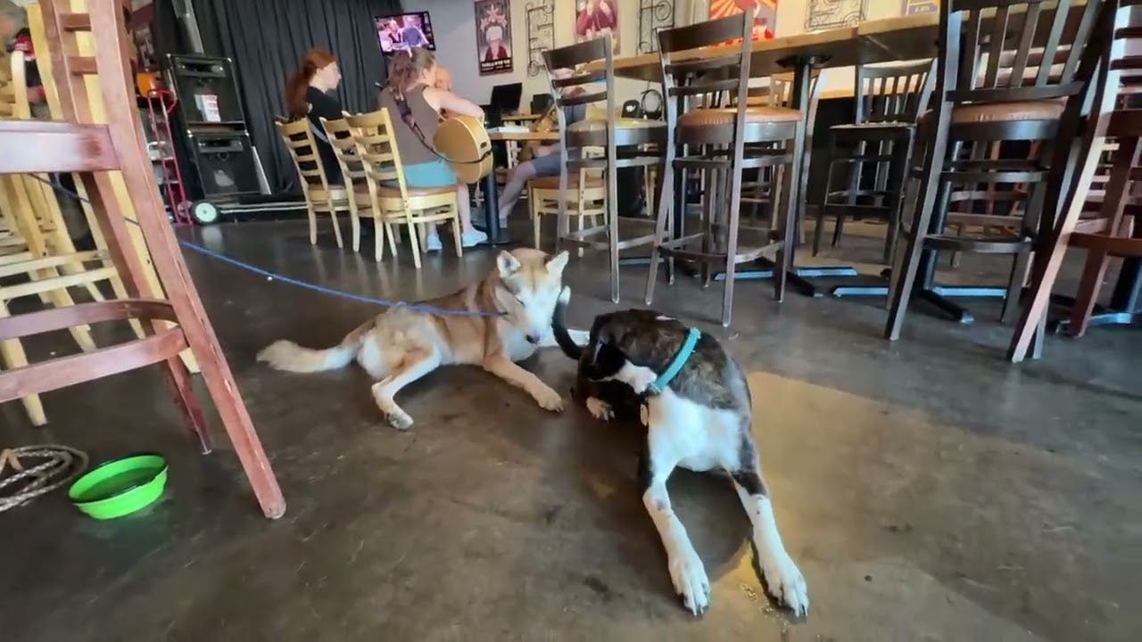 Enlarge Koa, a Adoptable mixed breed in Evergreen, CO video 5/6