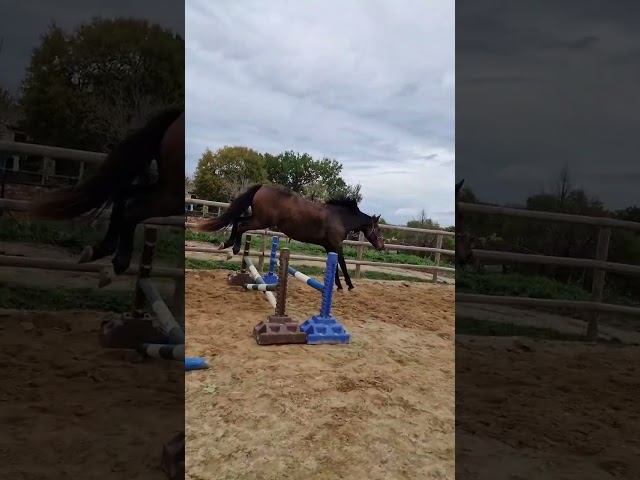 Petite jument par Candy de Nantuel