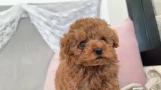 タイニープードルの動画01