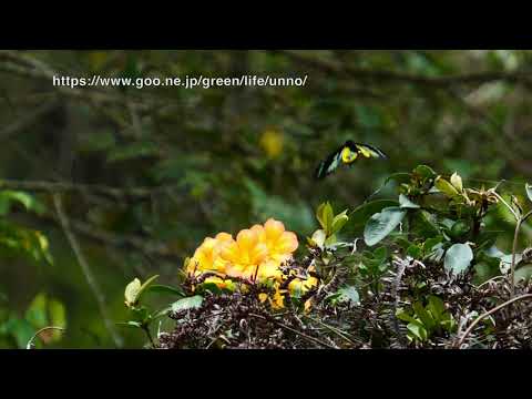 ロスチャイルドトリバネアゲハのオスの飛翔