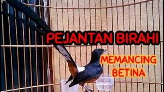 Download lagu SUARA PANCINGAN MURAI JANTAN BIRAHI _ Memanggil Betina agar Birahi & Kawin mp3 Download lagu SUARA PANCINGAN MURAI JANTAN BIRAHI _ Memanggil Betina agar Birahi & Kawin mp3