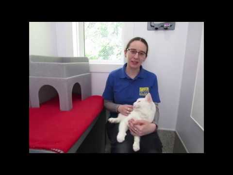 Cats Protection Bedtime Stories: George and Mog and the V.E.T