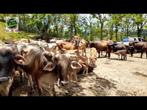 Gira a la Comarca Úbu Sur Las Martinas Paiwas Caribe Sur Nicaragua.