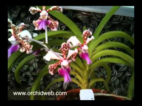 OrchidWeb - Vanda tricolor var. suavis