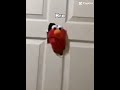 Elmo Be Like