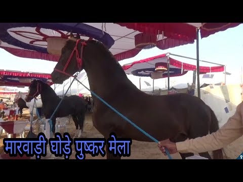 download lagu mp3 mp4 Marwari Horse For Sale, download mp3 Marwari Horse For Sale free download mp3, download mp3 Marwari Horse For Sale