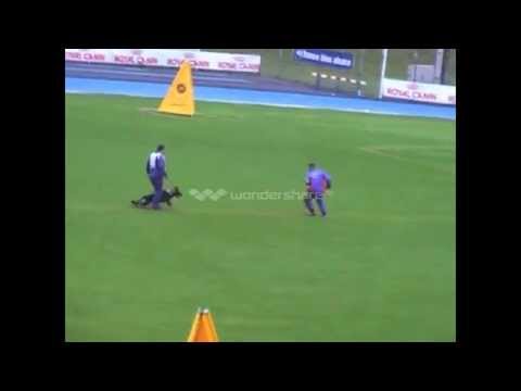 WUSV 2014 Caribou vox Meinerz "C"