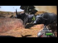 Rhino Running With Cape Buffaloes