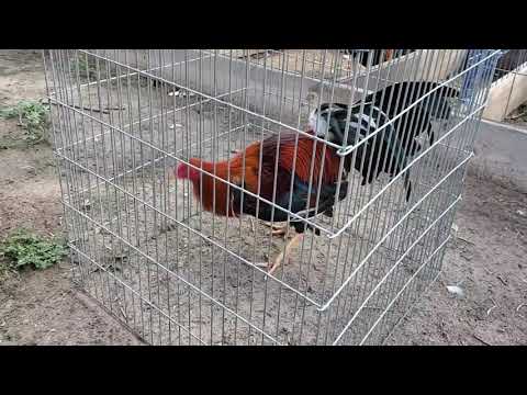 Johnnie Jumper Kelso