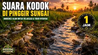 Download lagu SUARA KODOK SUNGAI | TERAPI TIDUR PULAS - HATI TENANG REJEKI LANCAR #suarakodok #suaraalam mp3 Download lagu SUARA KODOK SUNGAI | TERAPI TIDUR PULAS - HATI TENANG REJEKI LANCAR #suarakodok #suaraalam mp3