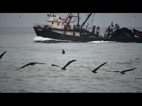 The Fisherman's Son (El Hijo del Pescador)