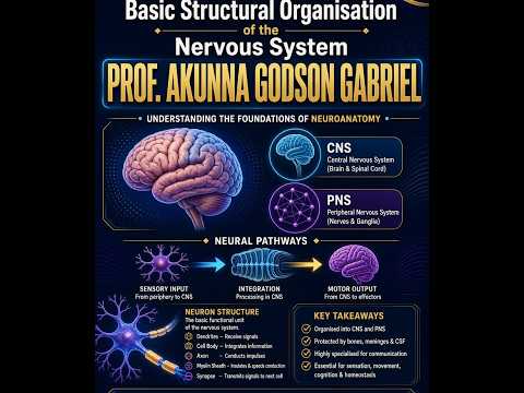 Basic structural organisation of the  nervous system 1