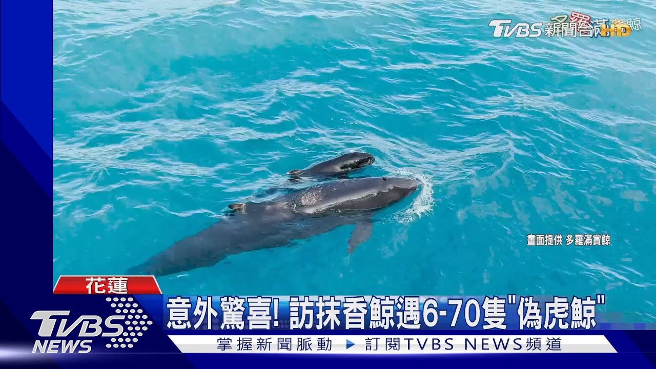 意外驚喜! 訪抹香鯨遇6至70隻「偽虎鯨」
