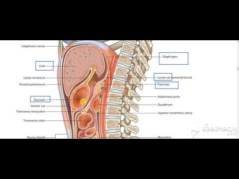Pancreas neck relations 2
