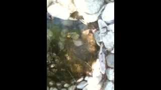 preview picture of video 'Mineral spring at Longmire in Mt Rainier National Park'