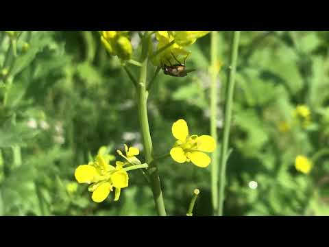 Amazing Colors of Spring Flowers and Fall Leaves - 4K Nature Relax Video with Nature Sounds