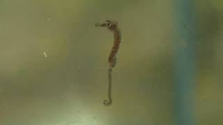 Seahorse Fry Comp