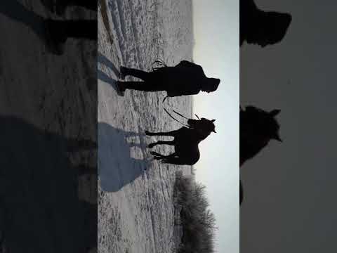 Calu lu tuciu din boletin vale