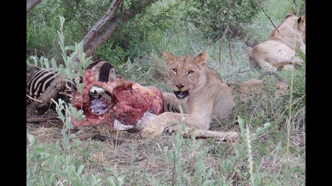 Madikwe Game Reserve: Wildlife & Genuss in Südafrika