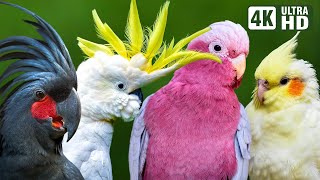 MOST AMAZING COCKATOOS | COLORFUL BIRDS | RELAXING SOUNDS | BREATHTAKING NATURE | STRESS RELIEF