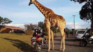 Смотреть онлайн Любвеобильного жирафа заинтересовал мотоцикл