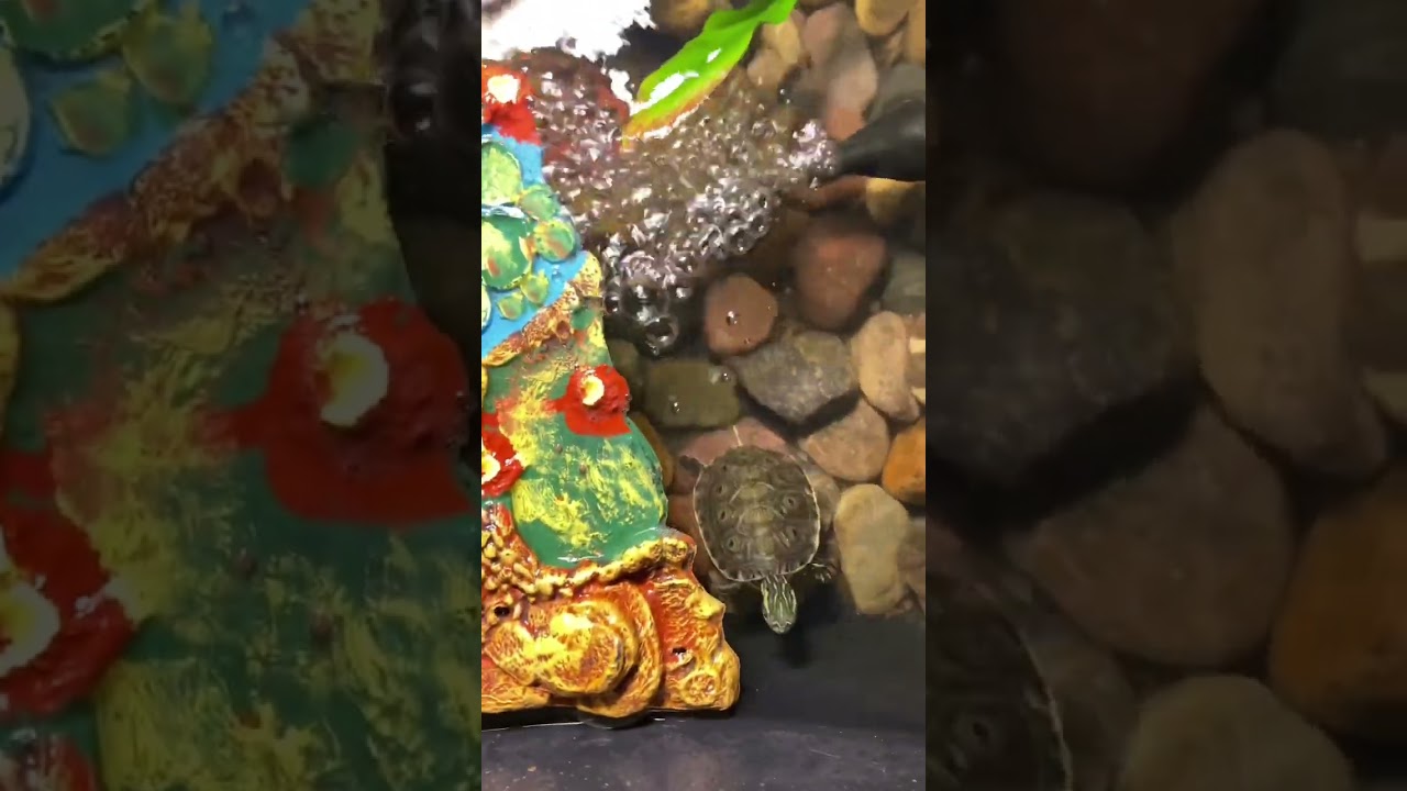 #fish #aquarium #guppy #bettafish #fishtank #snail #fish #turtle #tropicalfish #fish #turtle