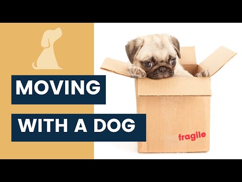 Moving with a Dog - Tips to Make the Transition Easier