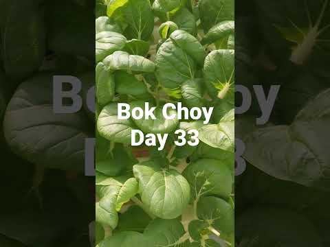 Hydroponic Bok Choy Day 33