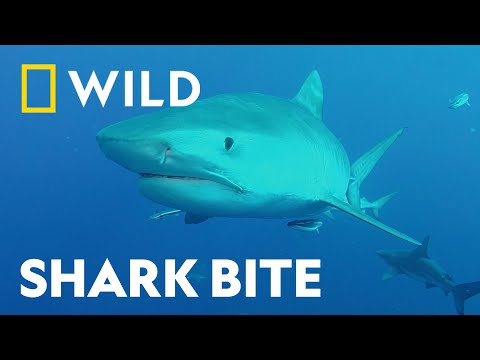 Investigating Shark Attacks | Shark Attack 360 | National Geographic WILD UK