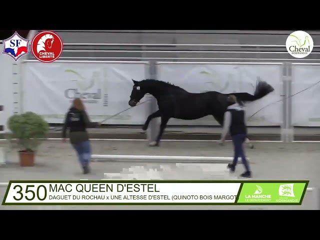 Selle Francais - 3 ans - Bai fonce Hongre - 160 cm