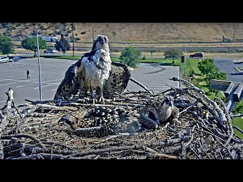 Iris Returns To Nest Soaking Wet After Taking A Dip | Hellgate Osprey Cam – July 16, 2024