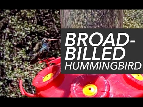 Male Broad-billed Hummingbird Shows Off Bi-colored Bill at the West Texas Feeders | July 9, 2021