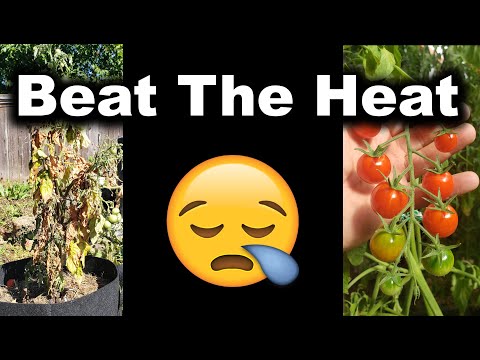 Starting Pepper Seeds Indoors How When and Why Part 1 of 3