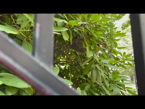 Hidden Bald-Faced Hornets' Nest Causes Homeowners to Get Stung in Freehold, NJ