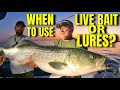 Striper Fishing Pros Don T Want Beginners To Know This How To Catch Striped Bass Live Bait Spoons