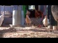 Chickens Running In Slow Moe Sooo Funny Just Watch It If Ur Bored
