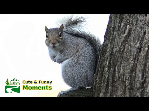 Squirrel barking & squeaking loud sound, as dancing on mushroom