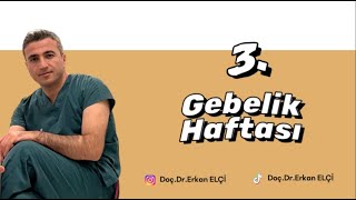 3. Gebelik Haftası