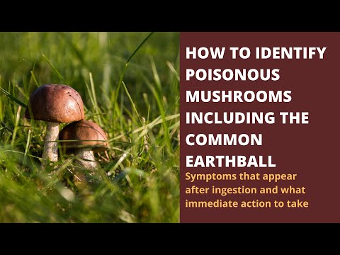Earth Ball Mushroom And Other Poisonous Types