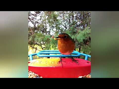 Wooden Ambulance - The Long Run [Official video]