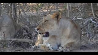 Luke Roberts You Can Call It from Sunlit Cross