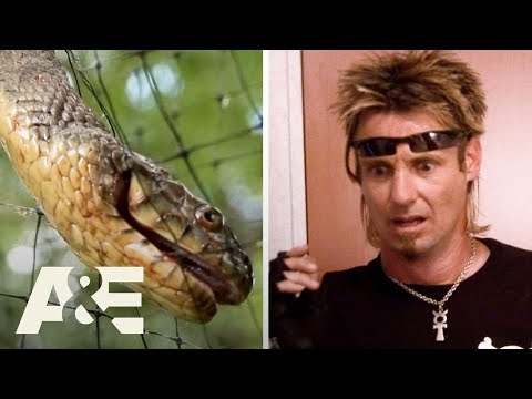 Bit By SNAKES - Top 3 Moments | Billy the Exterminator | A&E