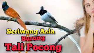 Download lagu Mengenal Lebih Jauh Dengan Burung Tali Pocong Alias Seriwang Asia mp3
