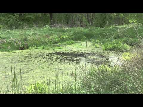 2015.05.21 zwłoki w jeziorze. Biała