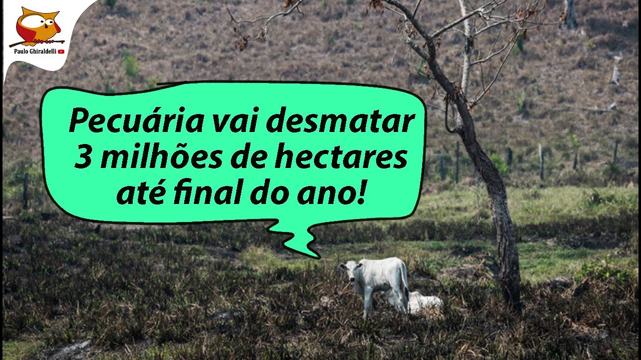 O PAÍS EM QUE O GADO DEVOROU O HOMEM! [26 de setembro de 2024]