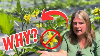 Why Won't Your Tomato Plants Bloom Or Bear Fruit? Find Out Here!