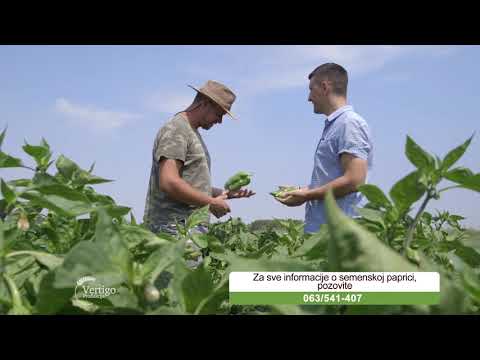 Seme paprike za vrhunske prinose, Europrodukt - U nasem ataru 719