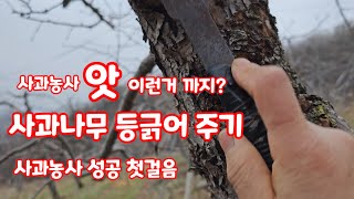 사과나무 조피작업  응애소탕작전 기계유제처리전 할일 [사과재배]